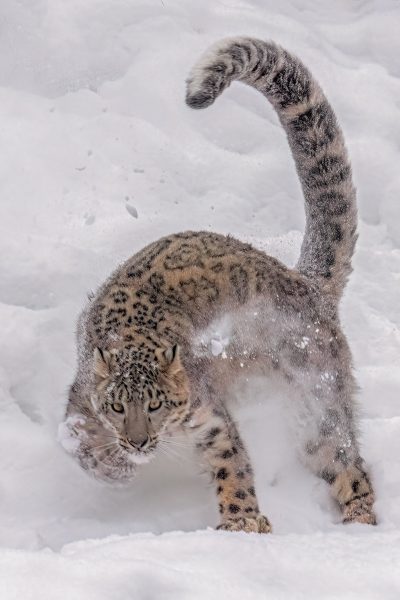 Snow Leopard in Pursuit of Prey - Charlie Willard