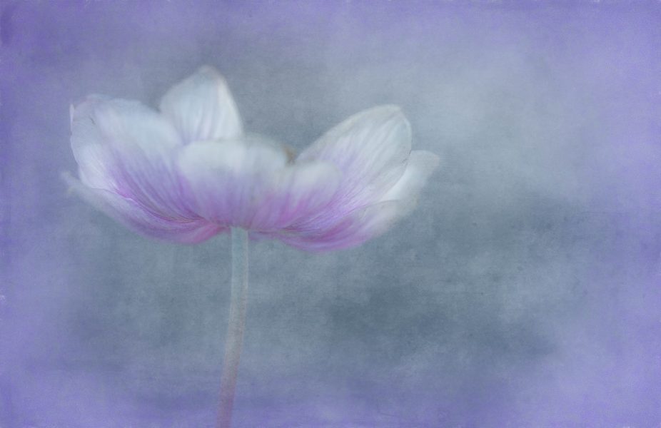 Anemone with texture - Lynne Ellyn