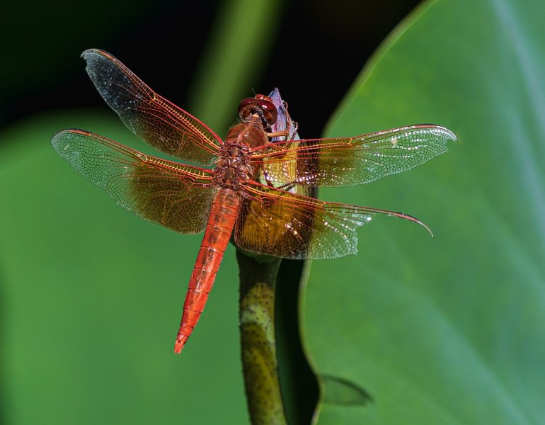 Dragonfly Taking a Rest - Laura Berard