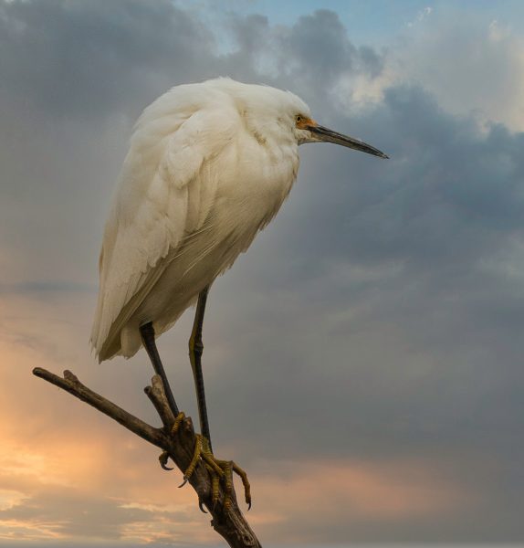 Snowy Egret On The Lookout - Laura Berard
