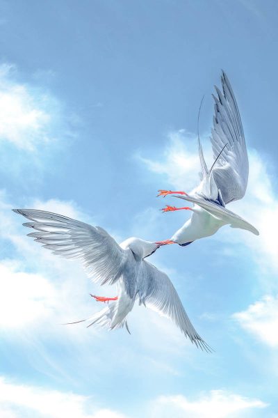 Forster's Terns Aerial Combat - Gary Ritchie