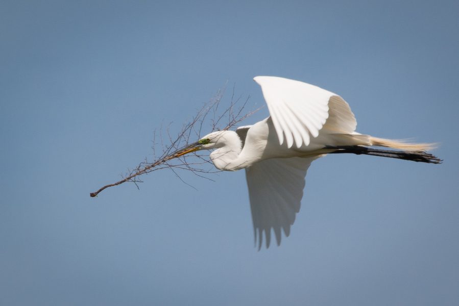 Making a Nest - Anne Sandler